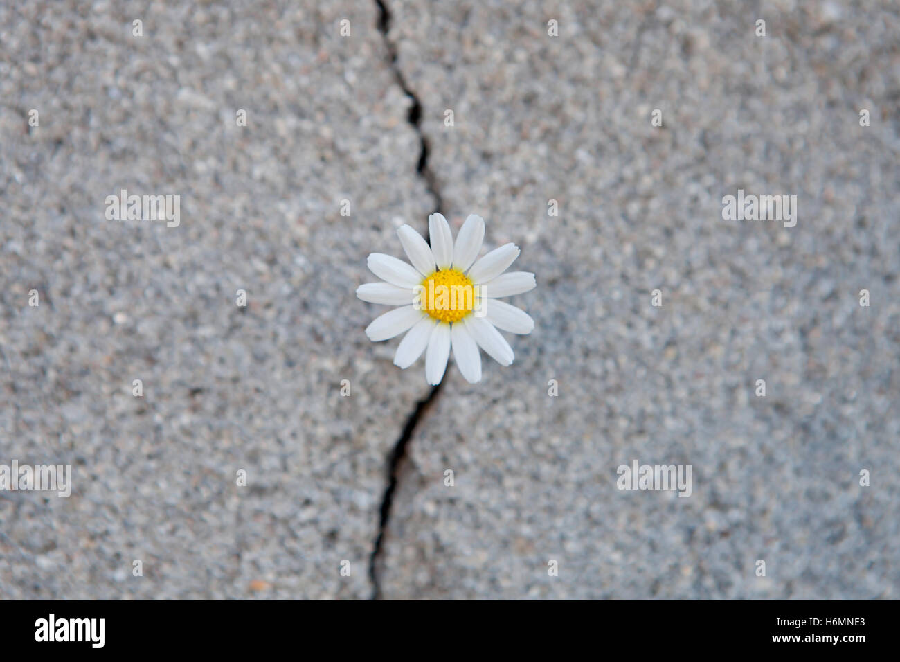 Flower crack grow hi-res stock photography and images - Alamy