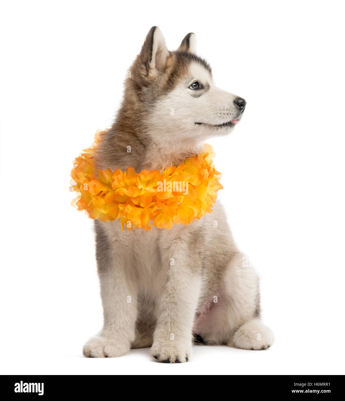 Alaskan Malamute puppy sitting and wearing a yellow collar isolated on white Stock Photo