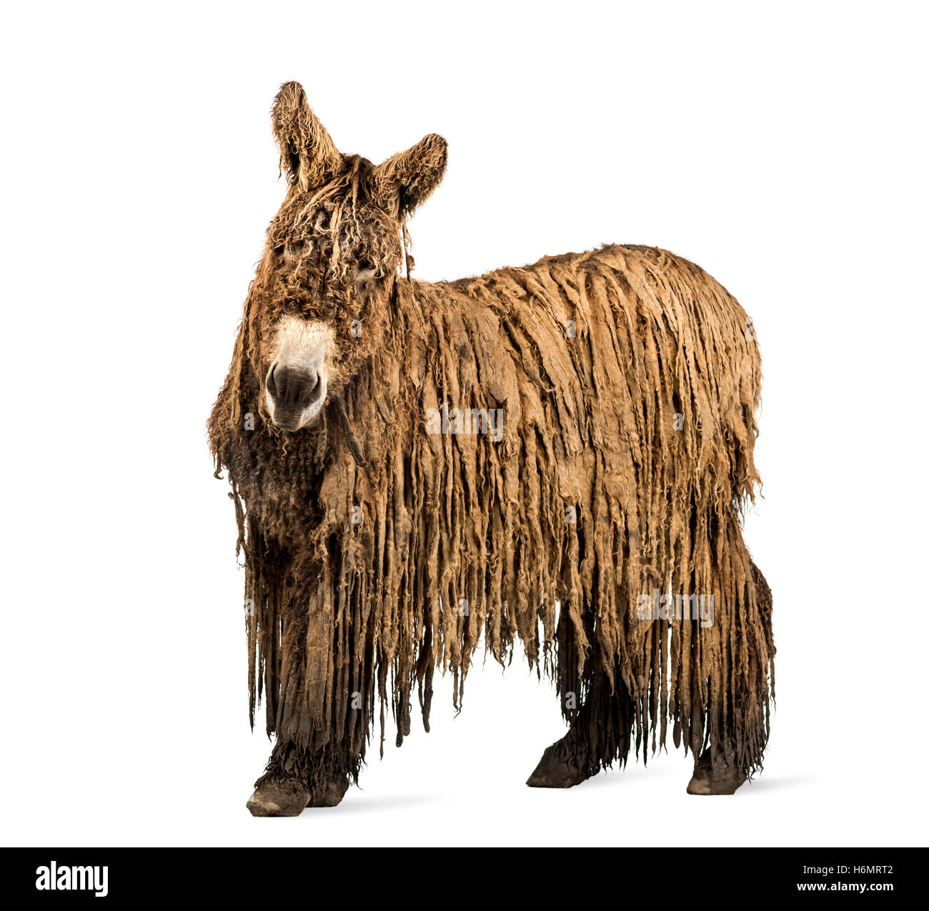 rasta coat