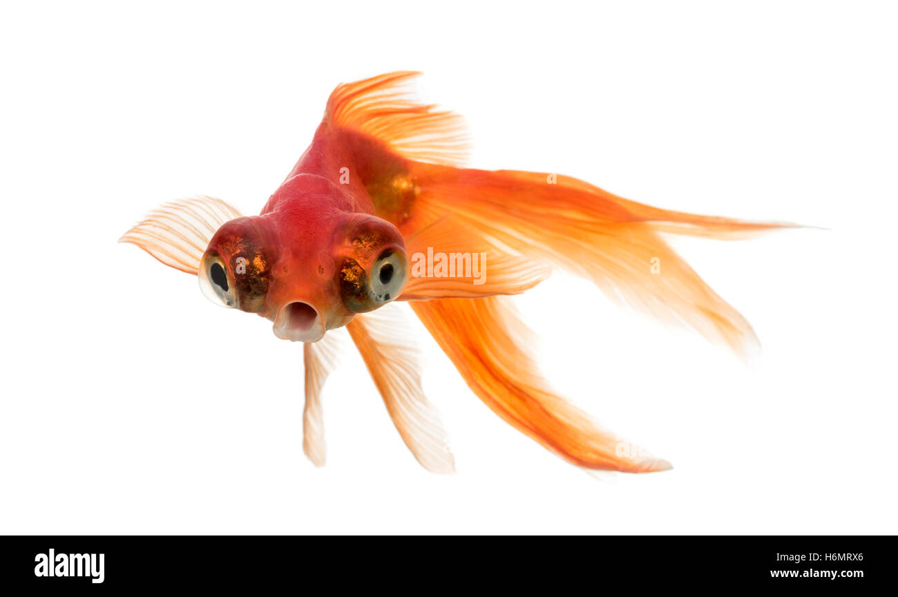 Front view of a Goldfish in water islolated on white Stock Photo