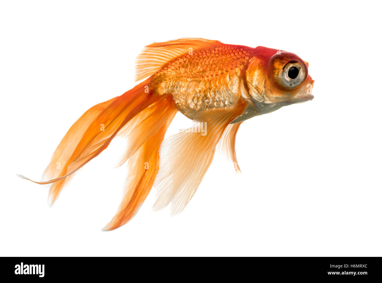 Side view of a Goldfish in water islolated on white Stock Photo