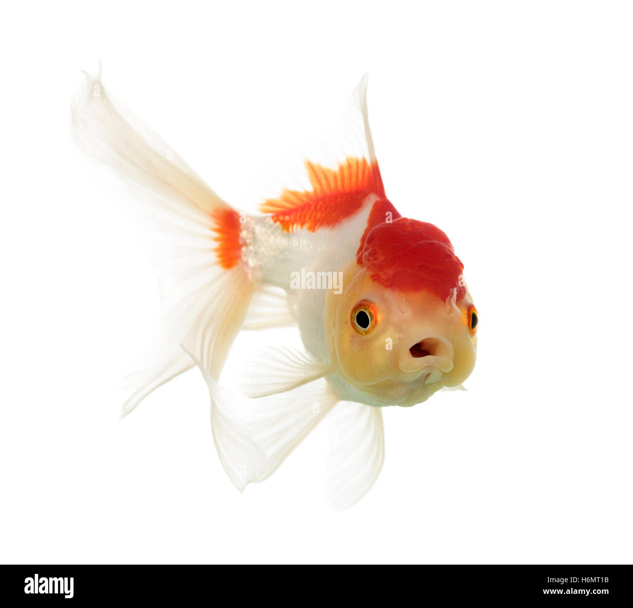 Lion's head goldfish opening mouth isolated on white Stock Photo Alamy