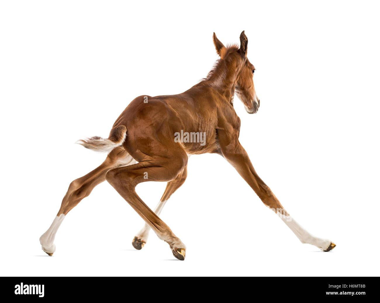 Horse rear view Cut Out Stock Images & Pictures - Alamy