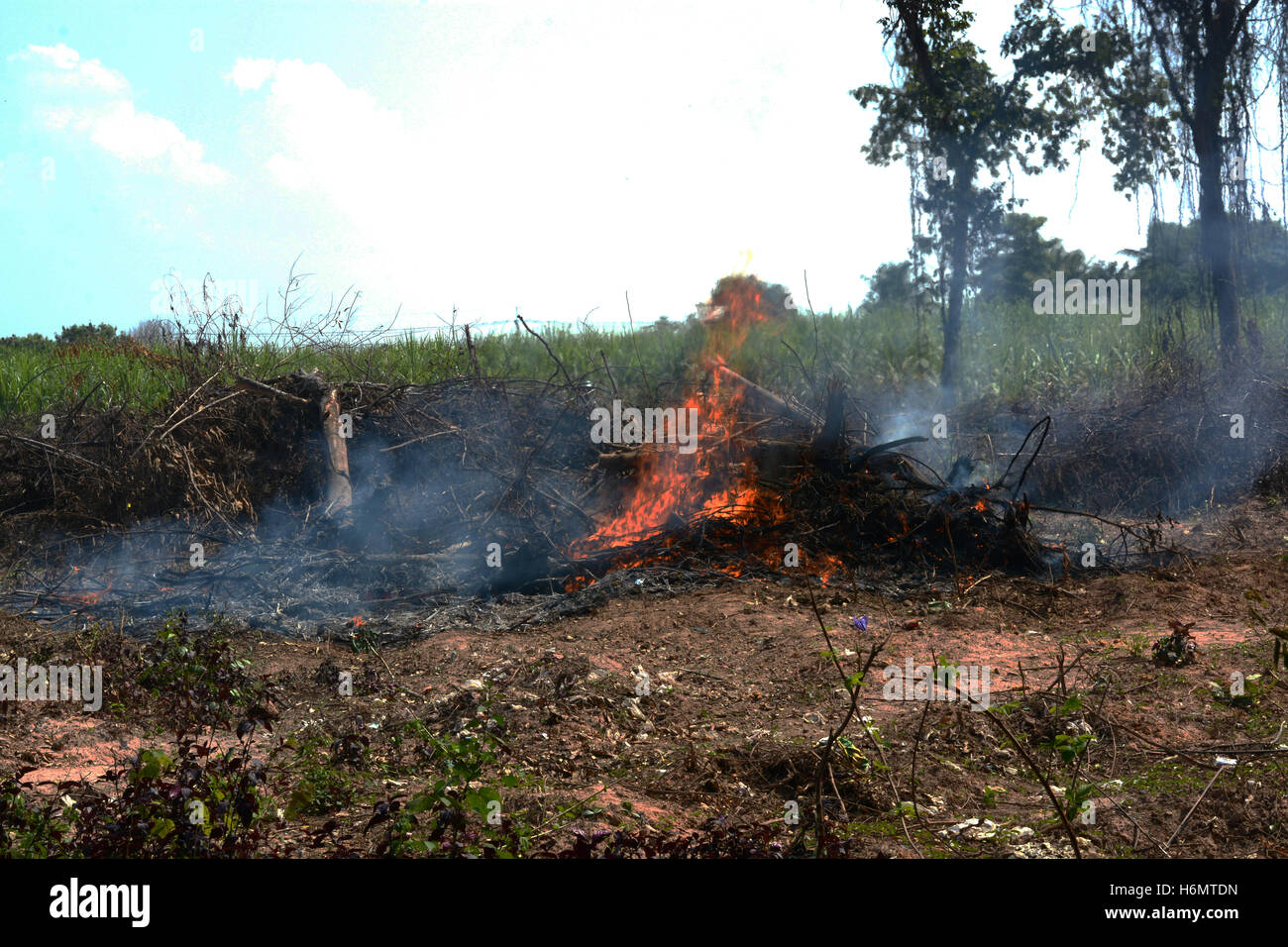 Bonfire in the forest Burning wood Stock Photo - Alamy