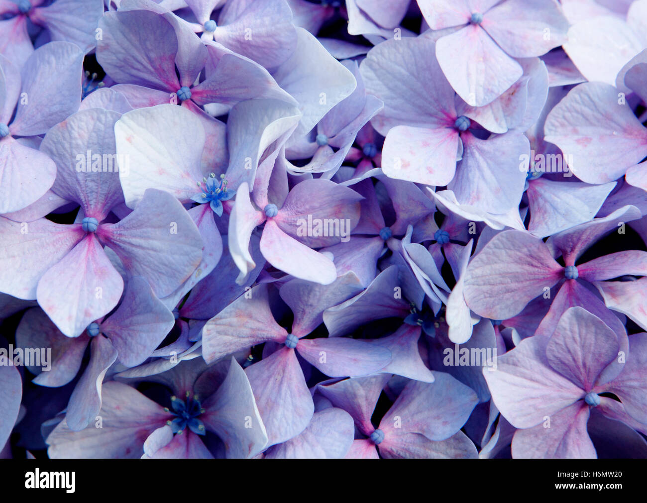 Close up photo of purple flower of a hydrangea Stock Photo - Alamy