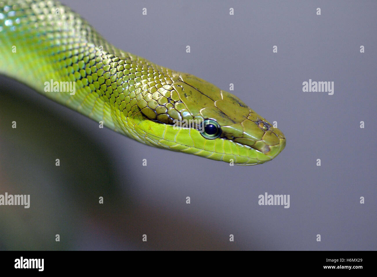 reptiles amphibians Stock Photo