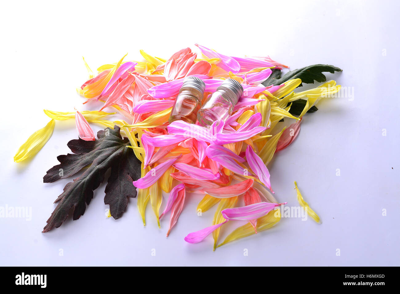 Chrysanthemum an extract Stock Photo Alamy