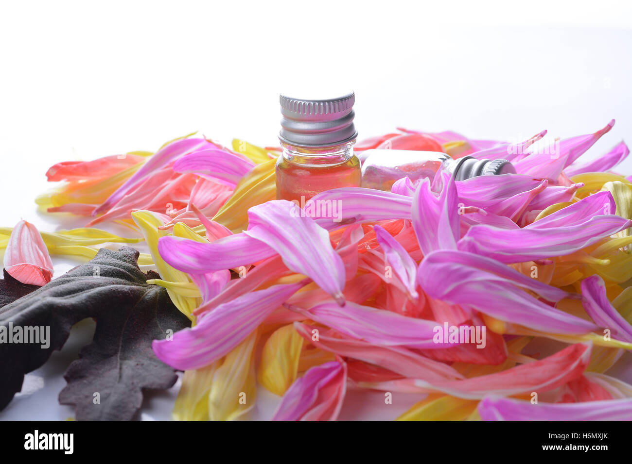 Chrysanthemum an extract Stock Photo Alamy