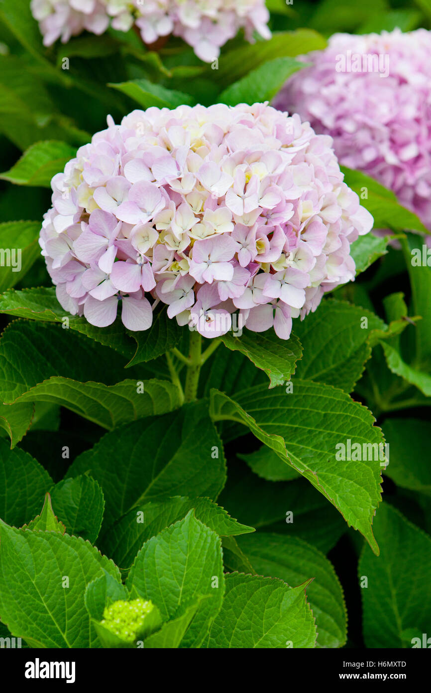 Beautiful hydrangea plant with pink flowers Stock Photo - Alamy