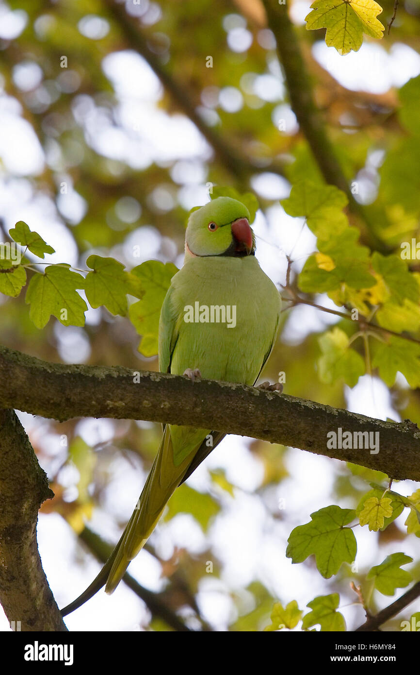 Collar parakeet hi res stock photography and images Alamy
