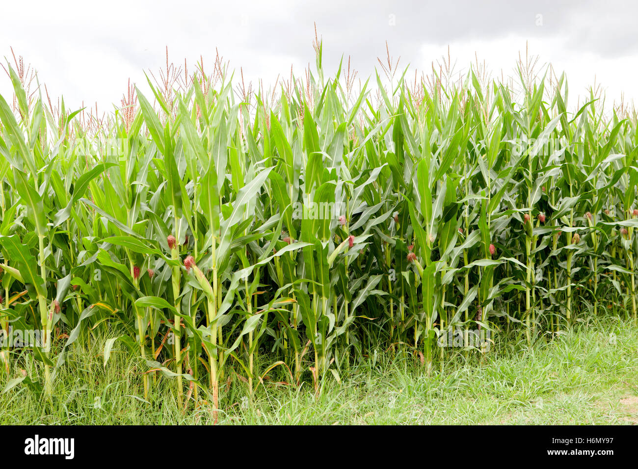 Planting corn with high green plants Stock Photo Alamy