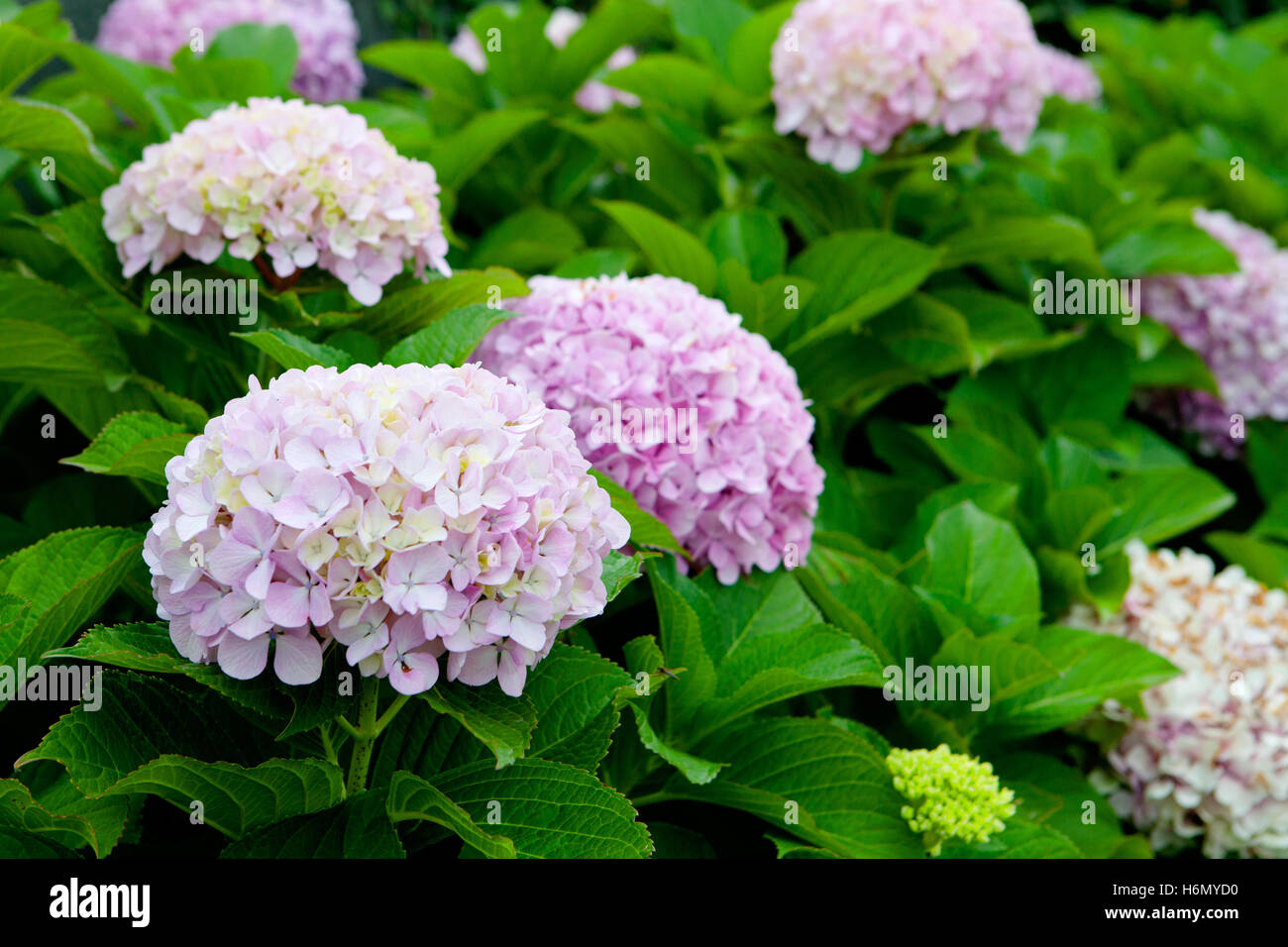 Beautiful hydrangea plant with pink flowers Stock Photo - Alamy