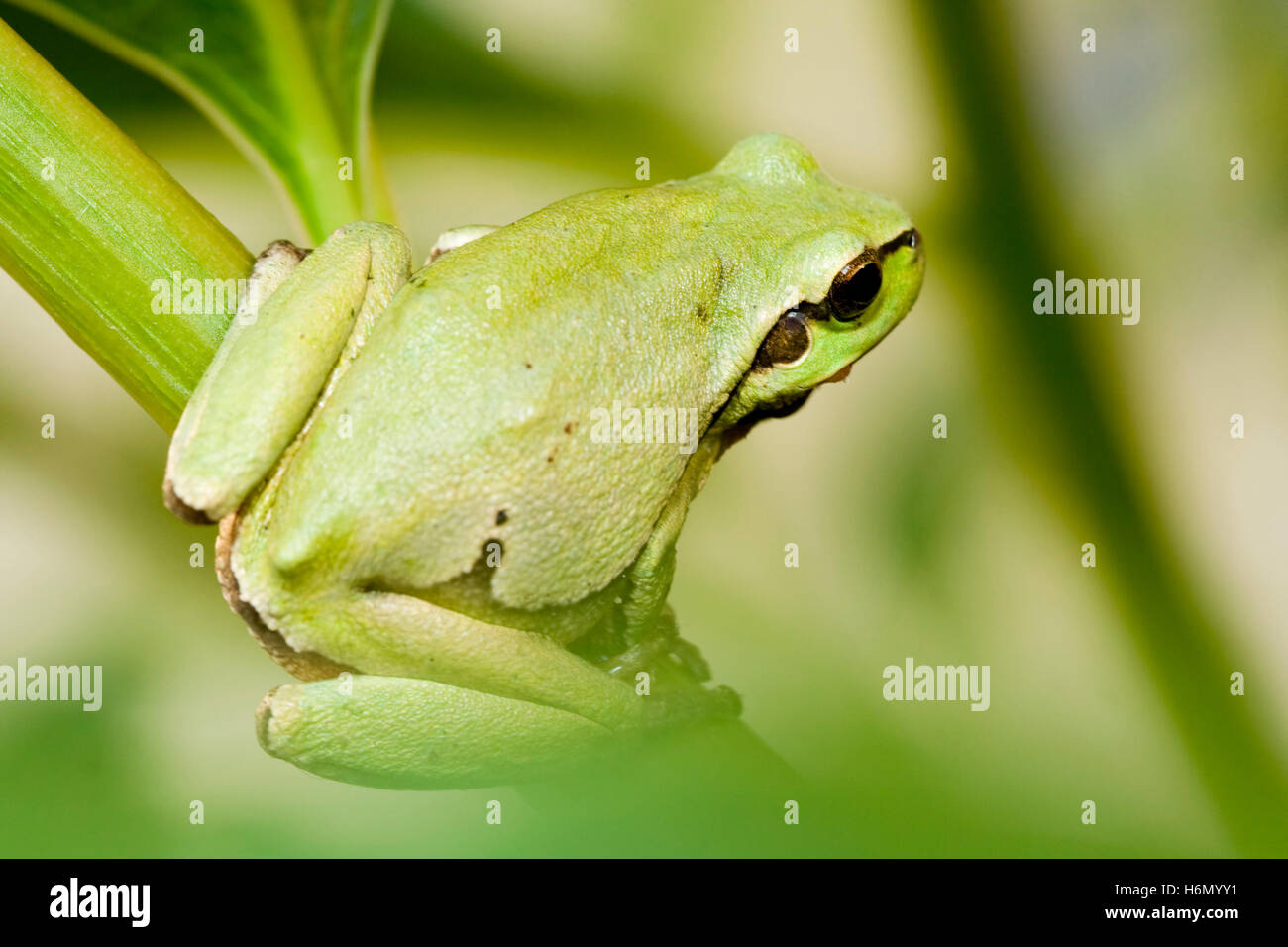 reptiles amphibians Stock Photo Alamy
