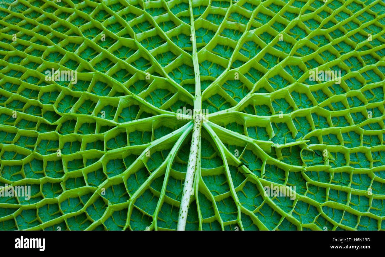 giant water lily Stock Photo