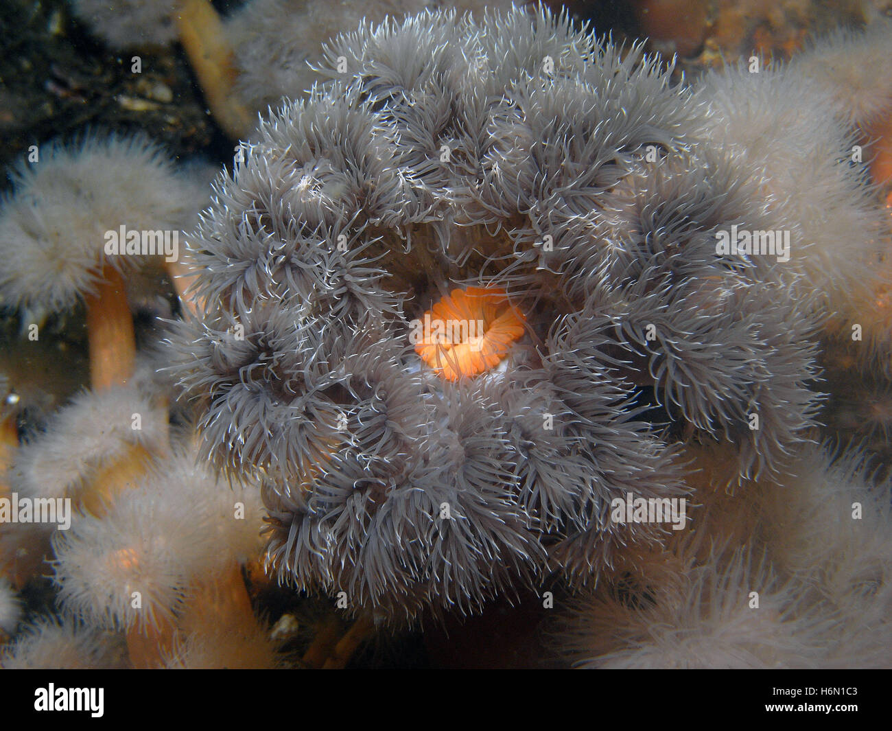 underwater flower Stock Photo Alamy