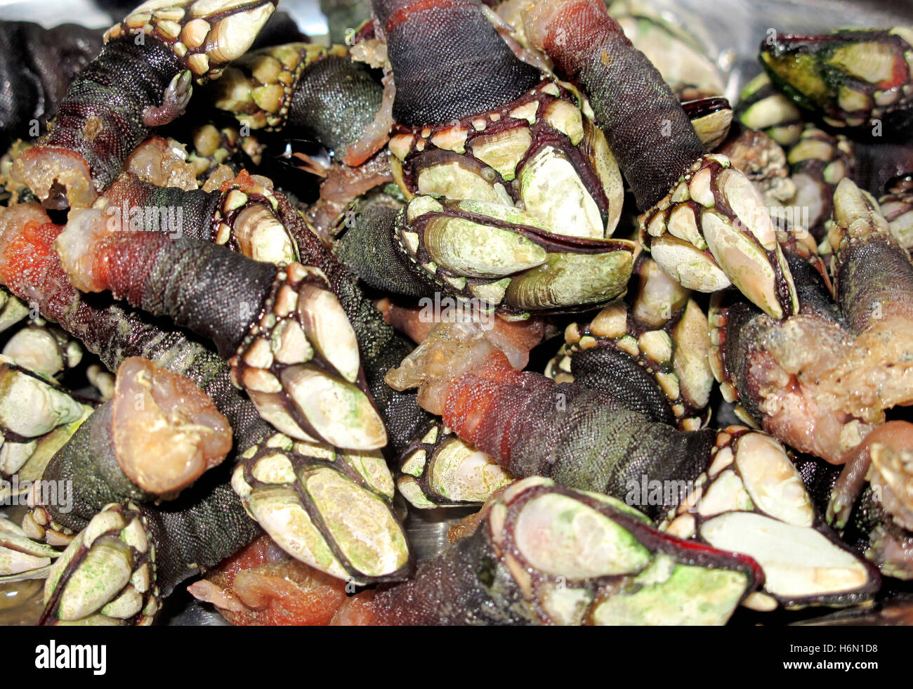 Juicy Galician barnacles cooked ready to eat Stock Photo