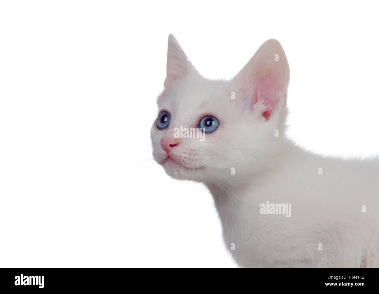 Adorable white kitten with blue eyes isolated on a white background ...
