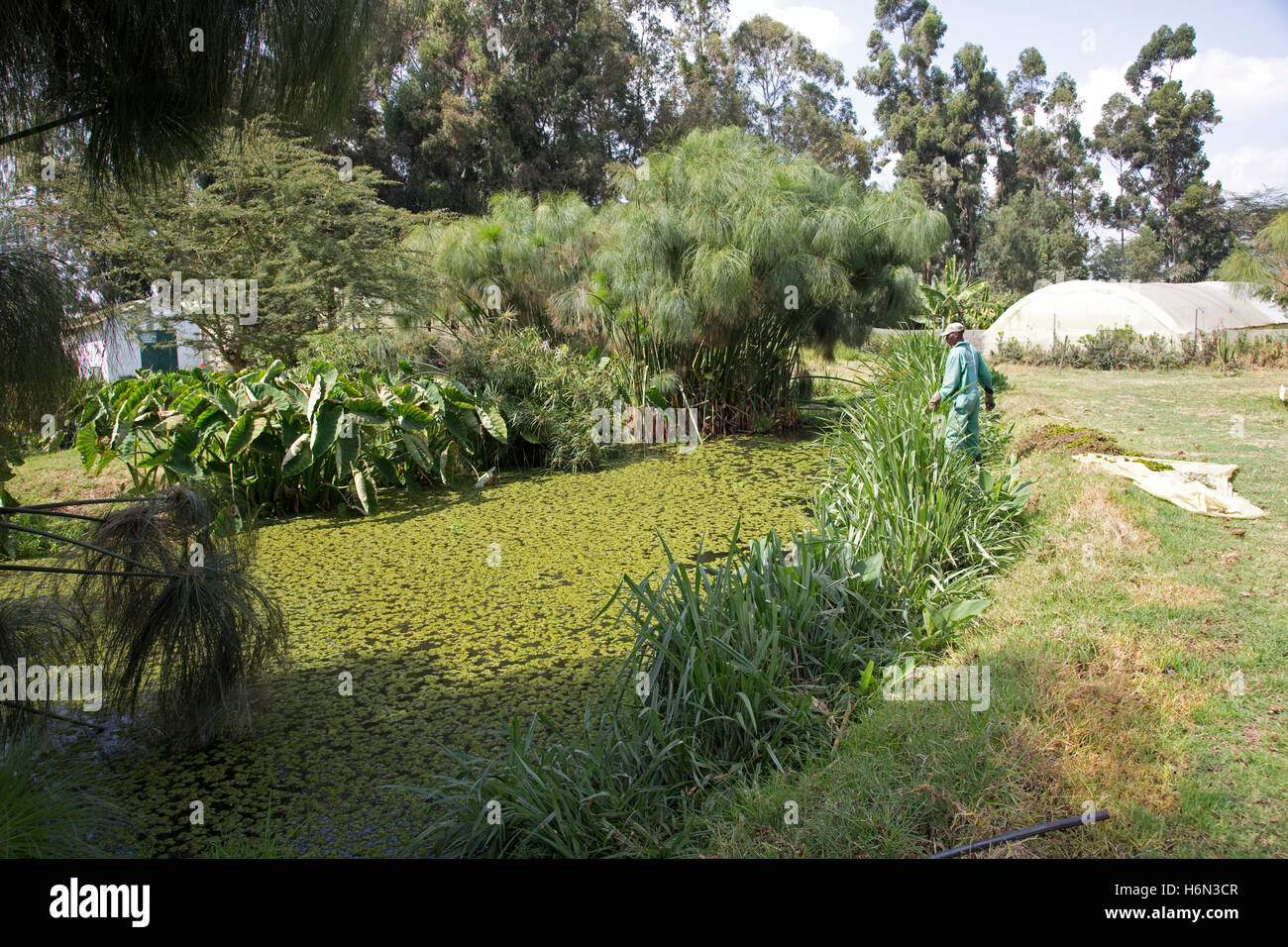 Aquatic plants in first lake on constructed wetland with variety of aquatic vegetation treating
