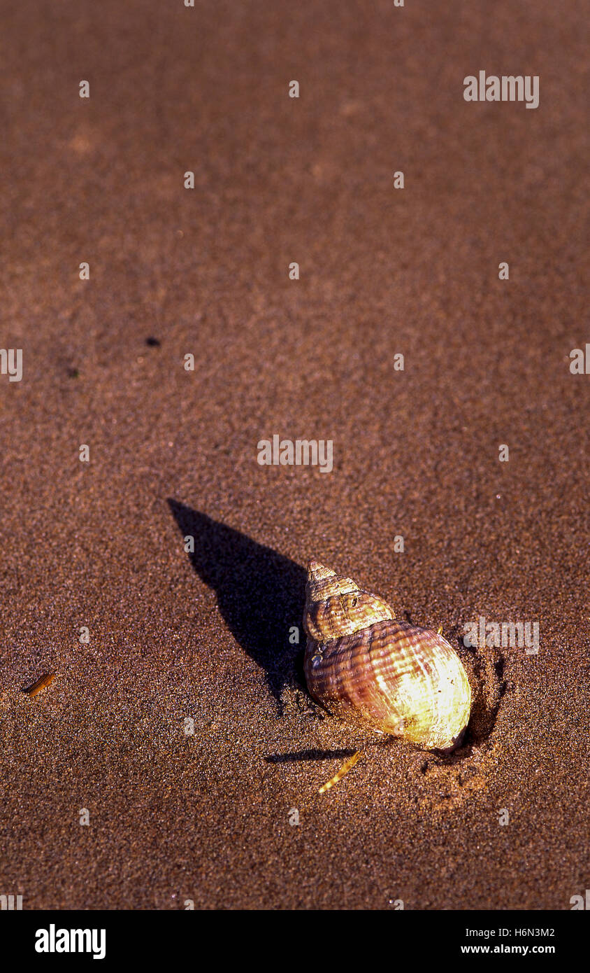 Pointy seashell hi-res stock photography and images - Alamy