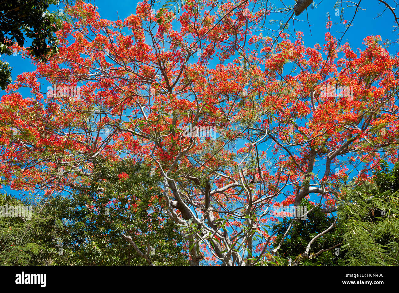 Flowering branches of Royal Poinciana (Flame Tree). Scientific name: Delonix regia. Marble Mountains, Ngu Hanh Son District, Vietnam. Stock Photo