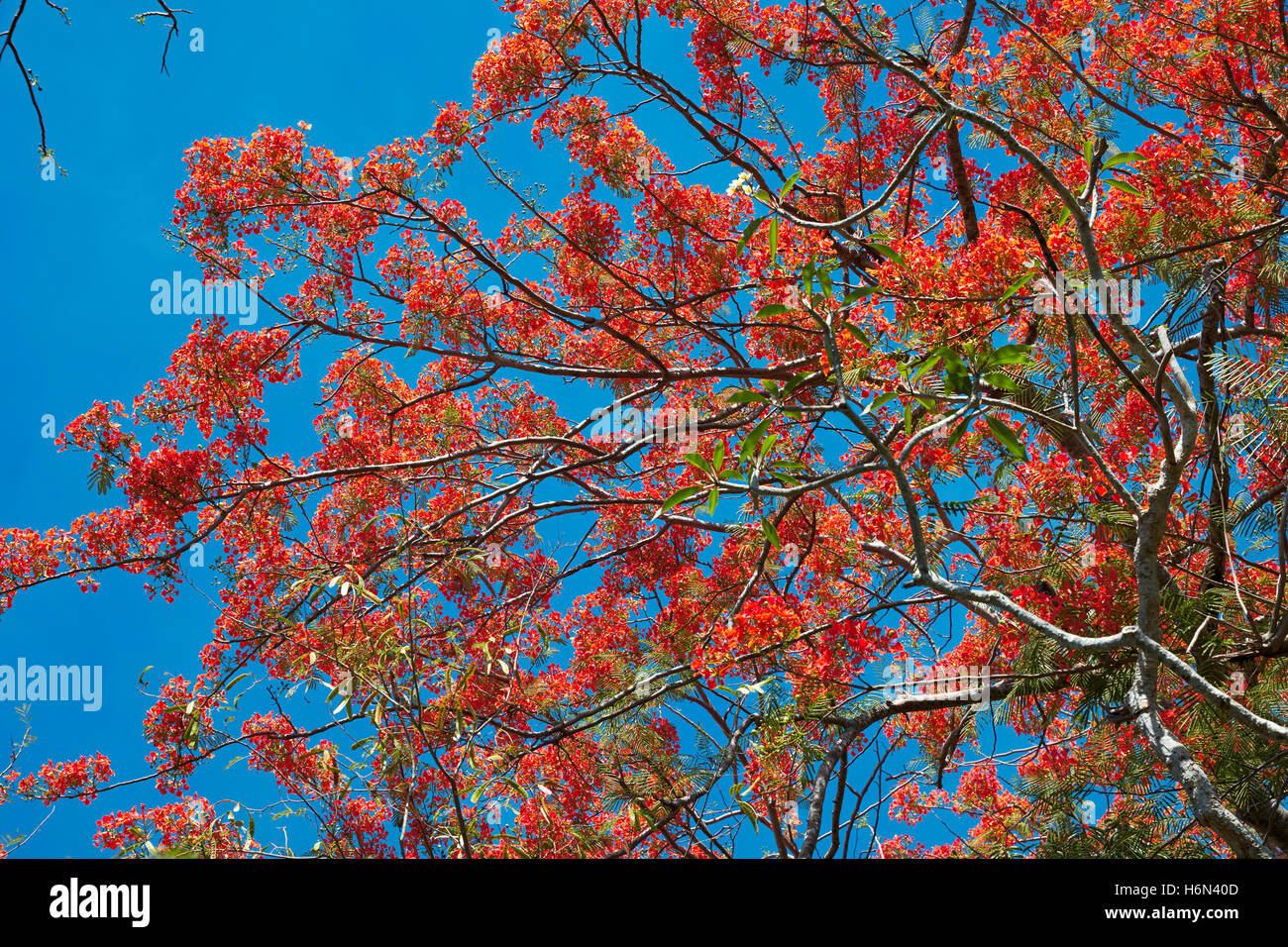 Royal Poinciana Tree Stock Photos & Royal Poinciana Tree Stock Images ...