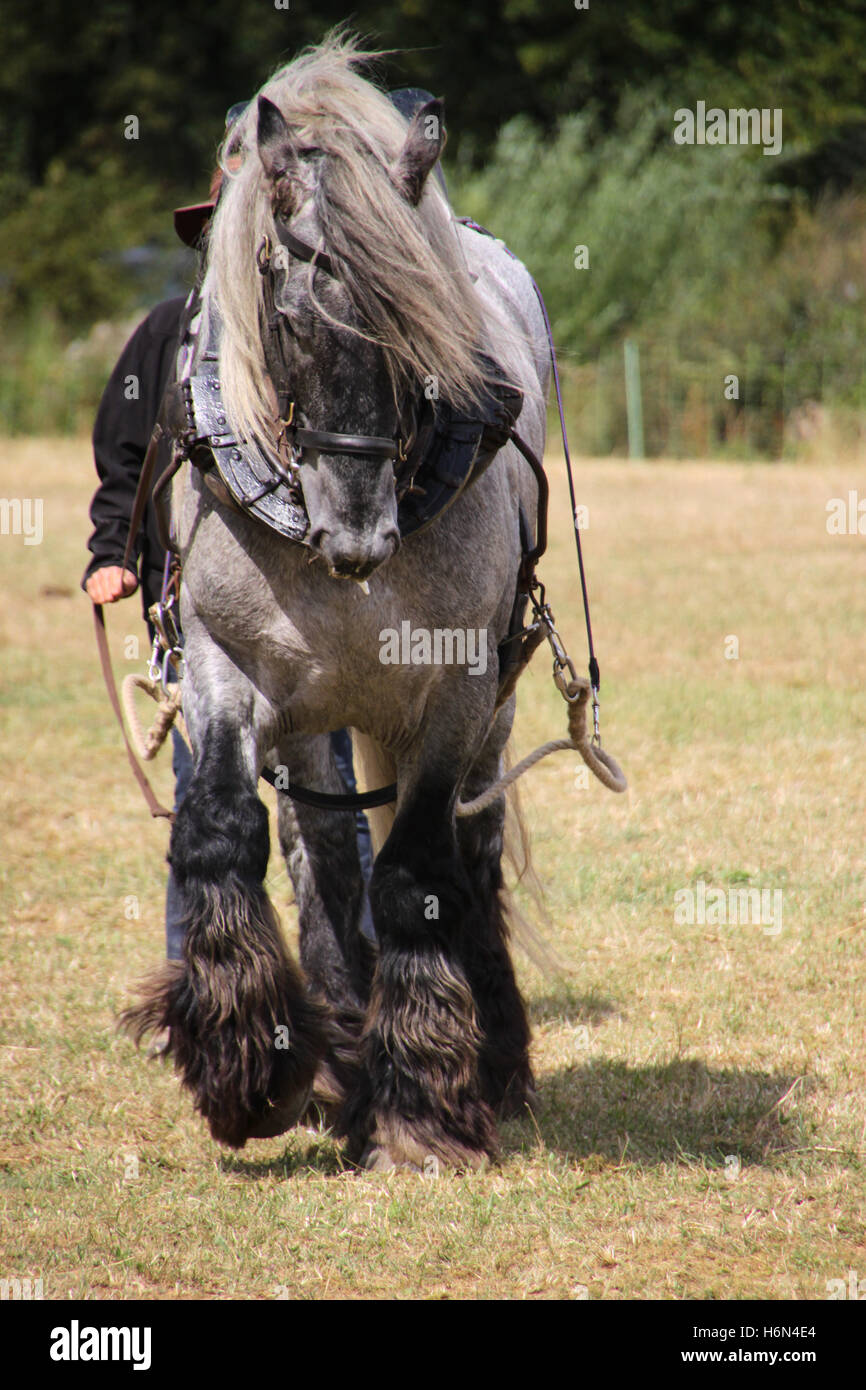 trait poitevin Stock Photo