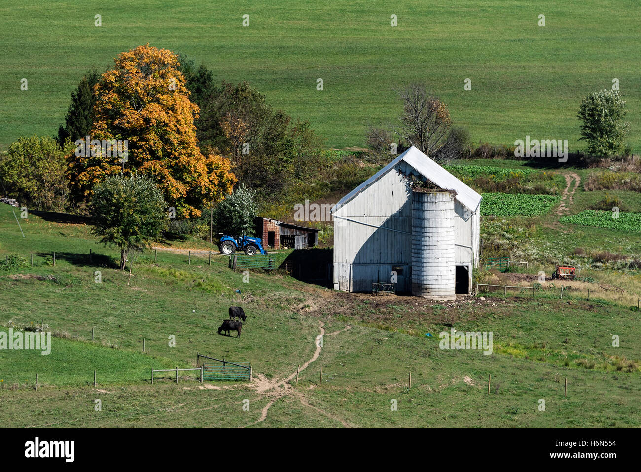 Livestock barn and feeding cattle, Ohio, USA. Stock Photo
