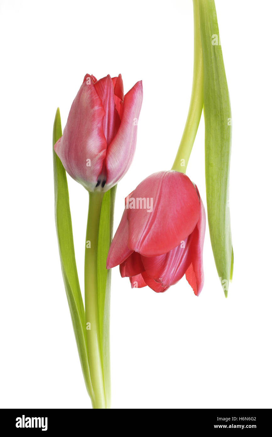 tulips isolated against a white background Stock Photo - Alamy