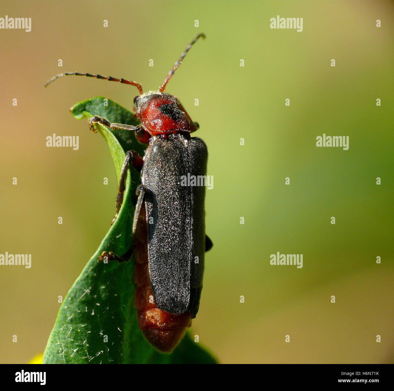 soldier beetles Stock Photo