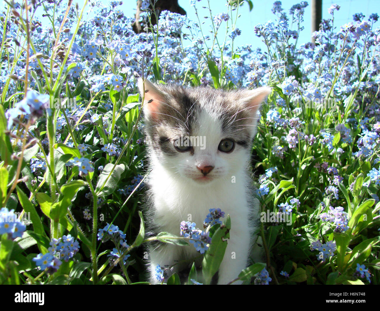 Animals bleed hires stock photography and images Alamy
