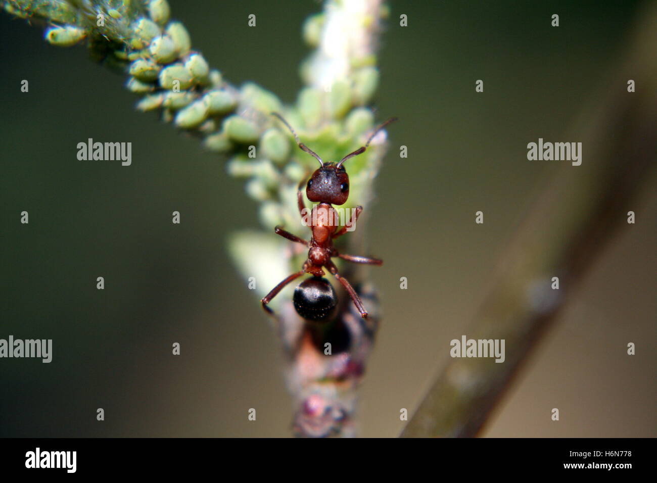 legs protected sheltered ant green walk ants antenna aphid red forest blattlause kerbtiere waldspaziergang Stock Photo