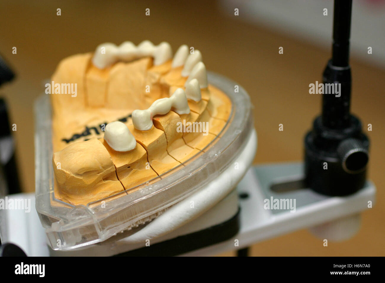 tooth model Stock Photo