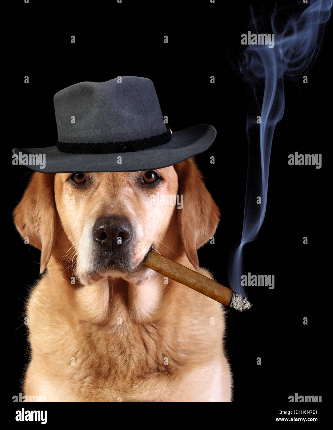 Dog smoking cigar hires stock photography and images Alamy