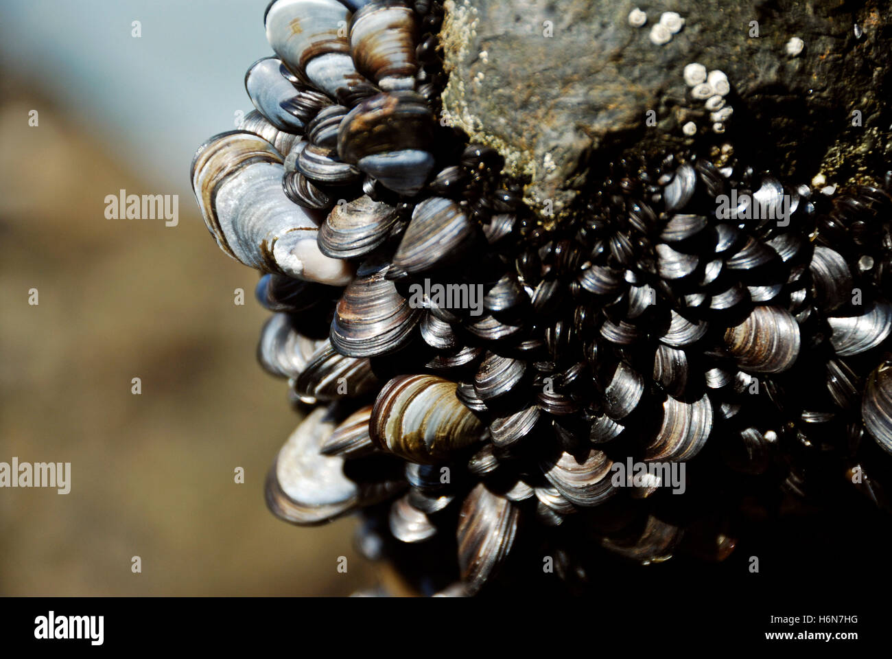 mussels on rocks Stock Photo Alamy