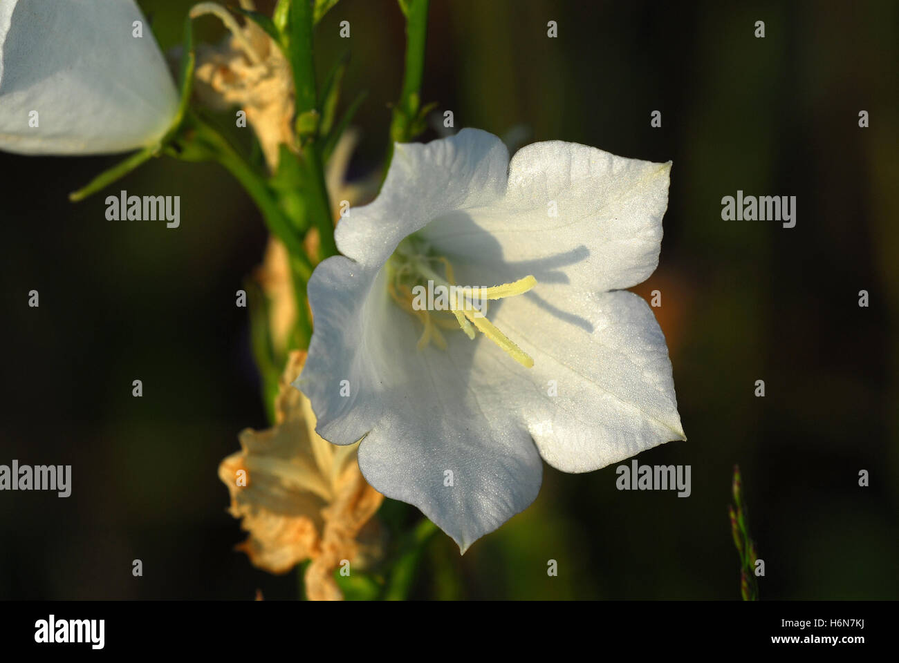 plants flowers Stock Photo