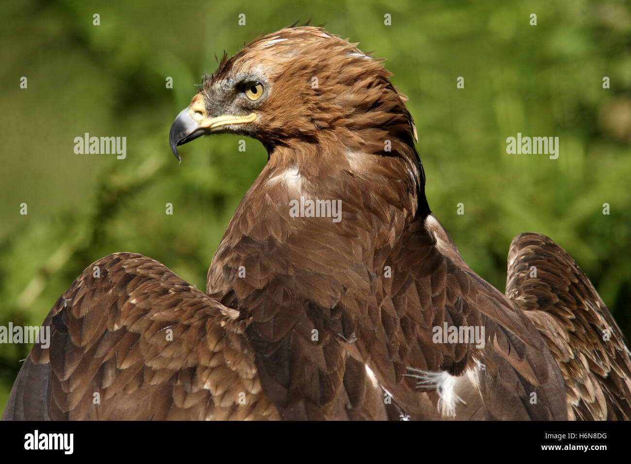 lesser spotted eagle Stock Photo - Alamy