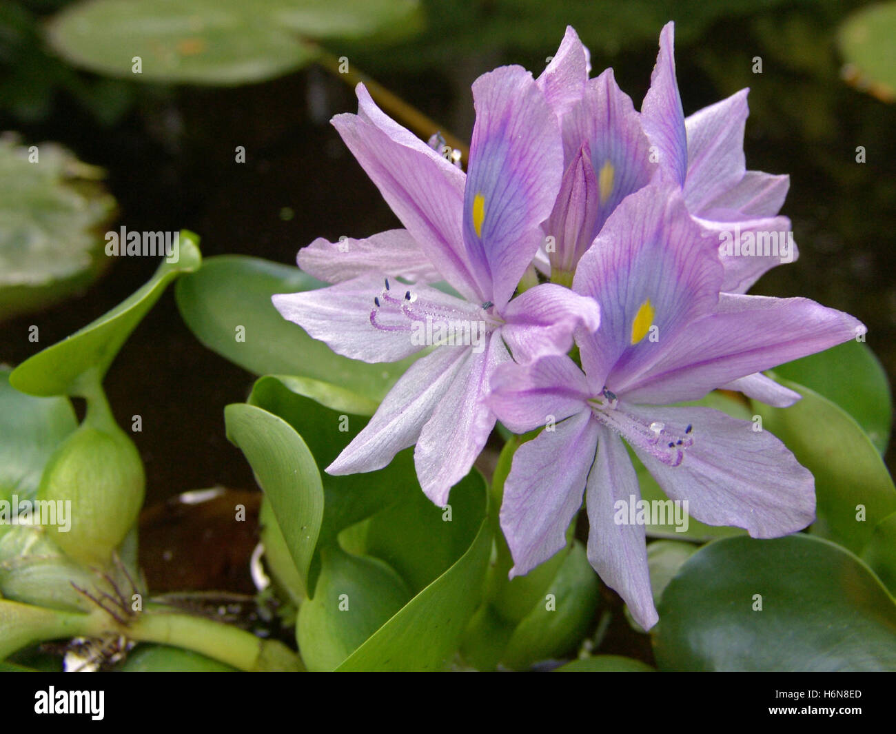 Water hyacinth hires stock photography and images Alamy