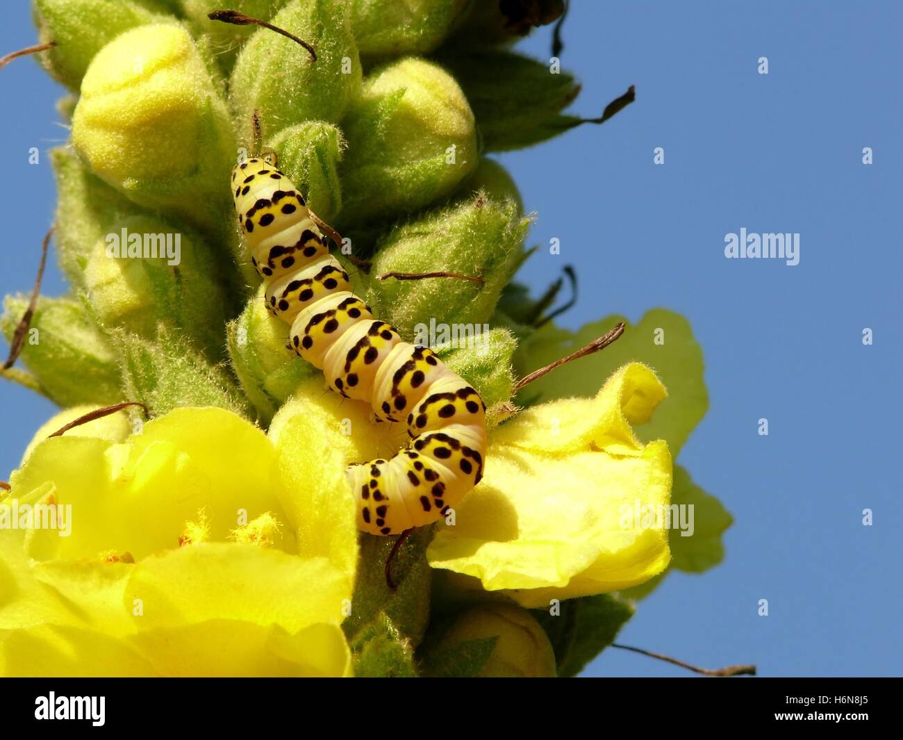 mullein monk caterpillar yellowblack Stock Photo Alamy