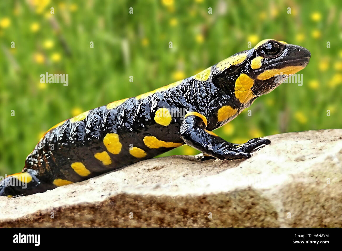 feuersalamander -giftig Stock Photo
