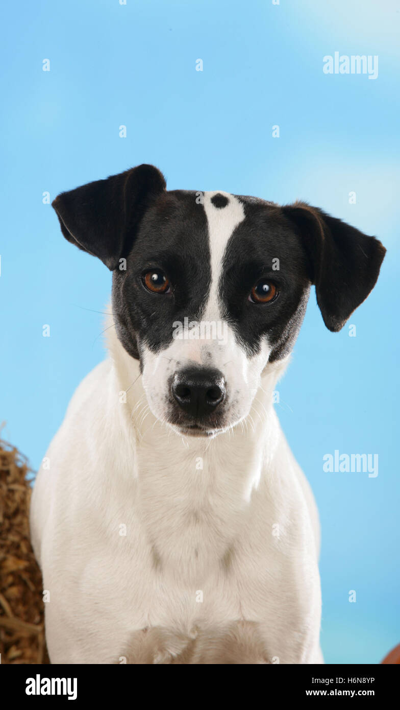 Black white jack russell terrier hires stock photography and images Alamy