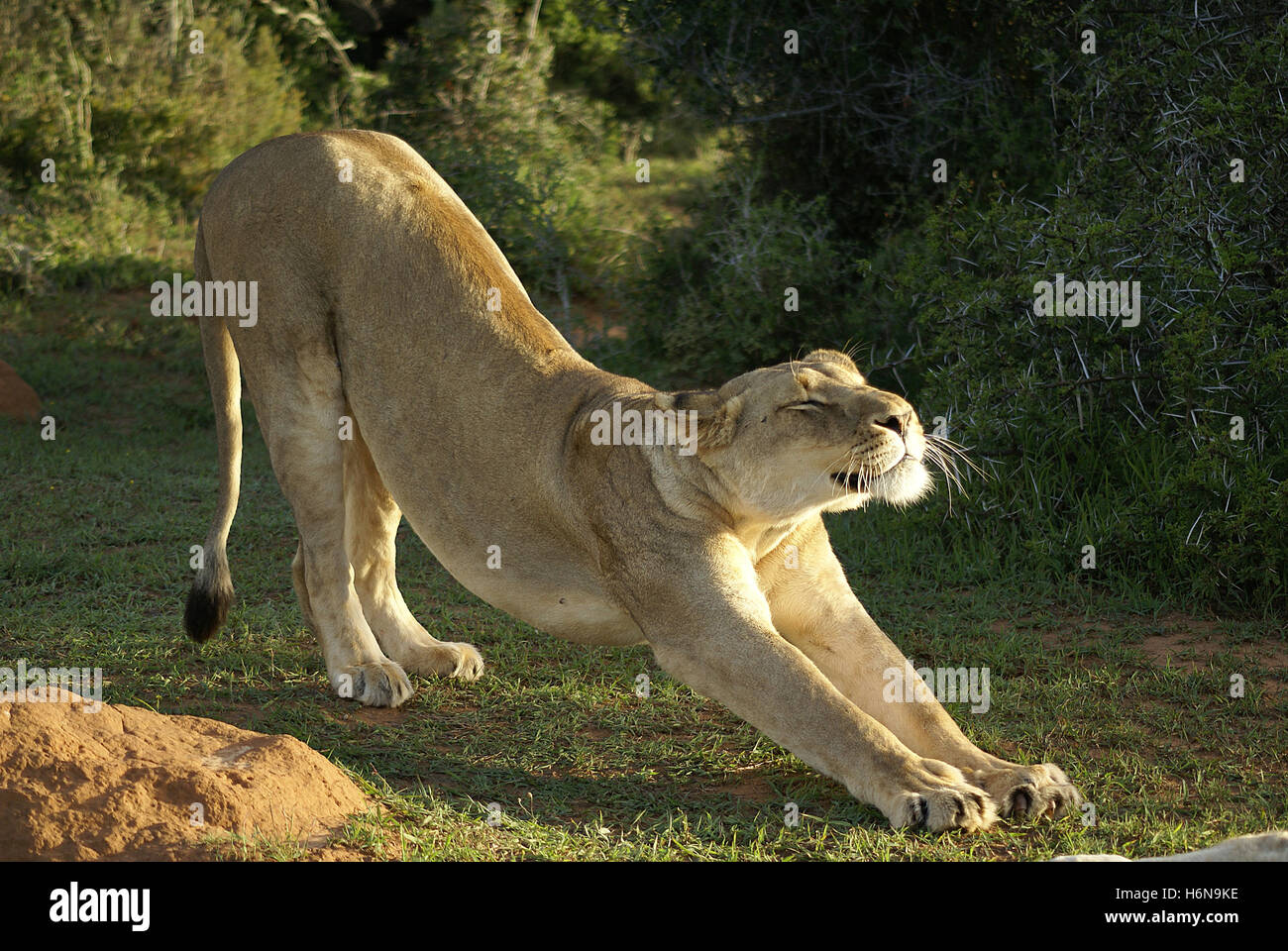 lioness stretches Stock Photo