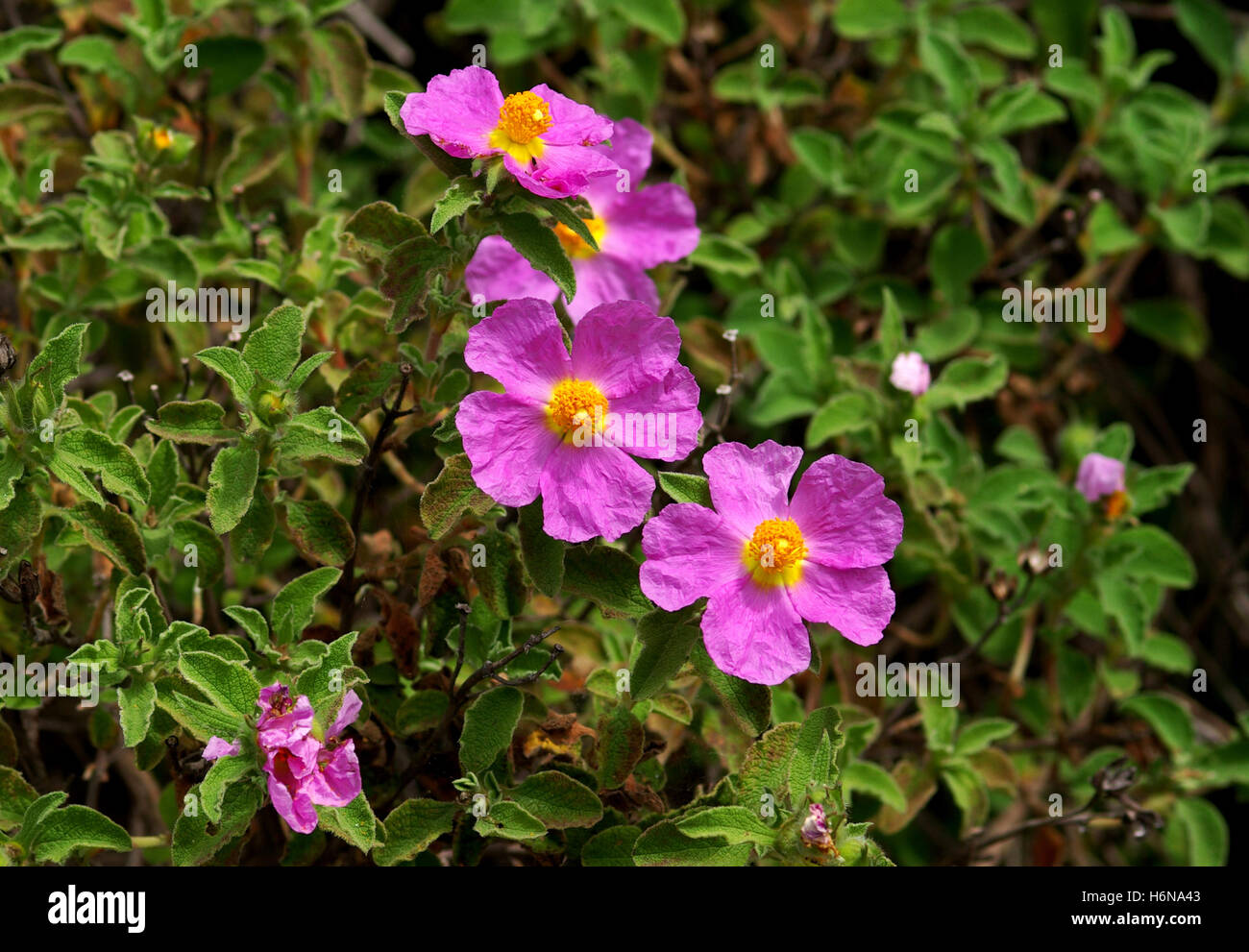 Pink Roses Incence Rocks Pink rock rose (Cistus incanus Stock Photo - Alamy