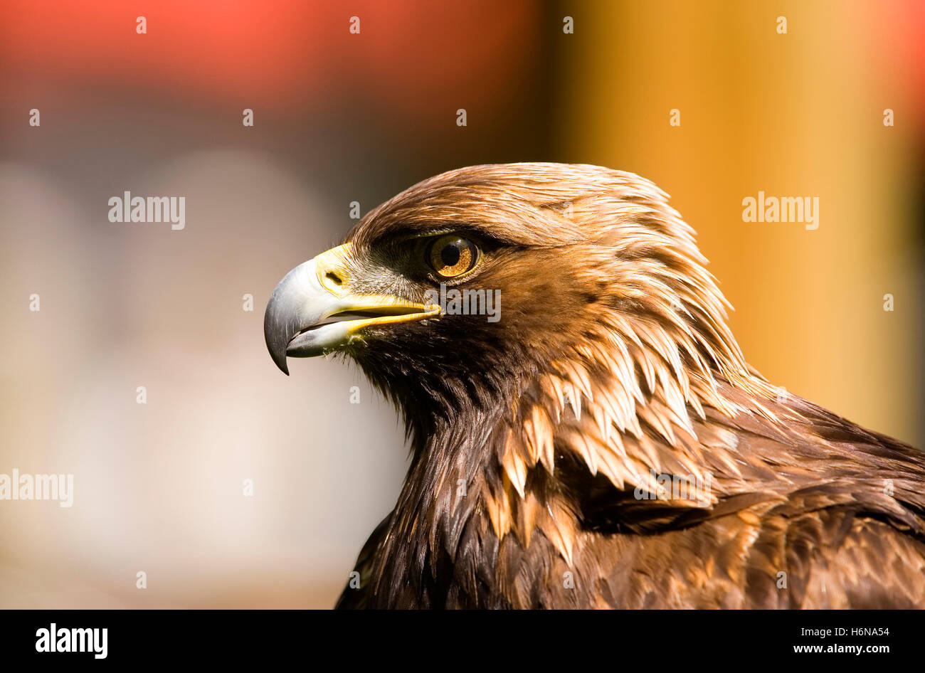 Birds in profile hi-res stock photography and images - Alamy