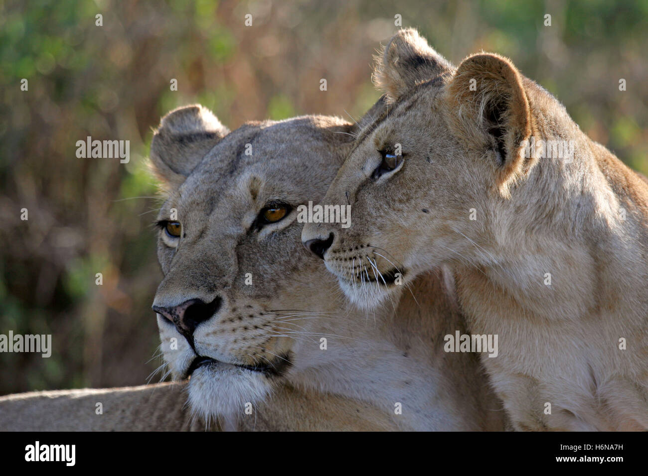 lion mother with her cub Stock Photo