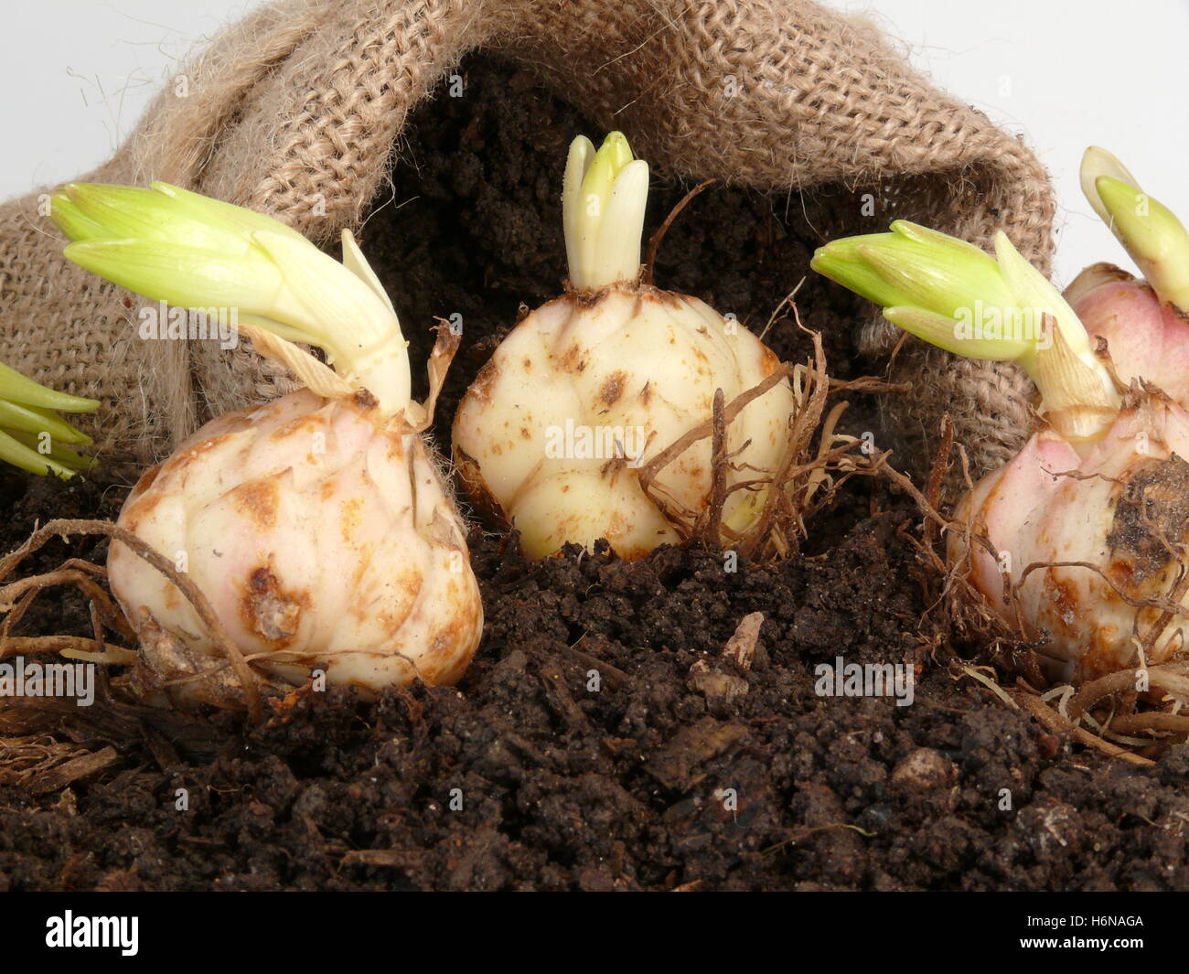 lily bulbs Stock Photo Alamy