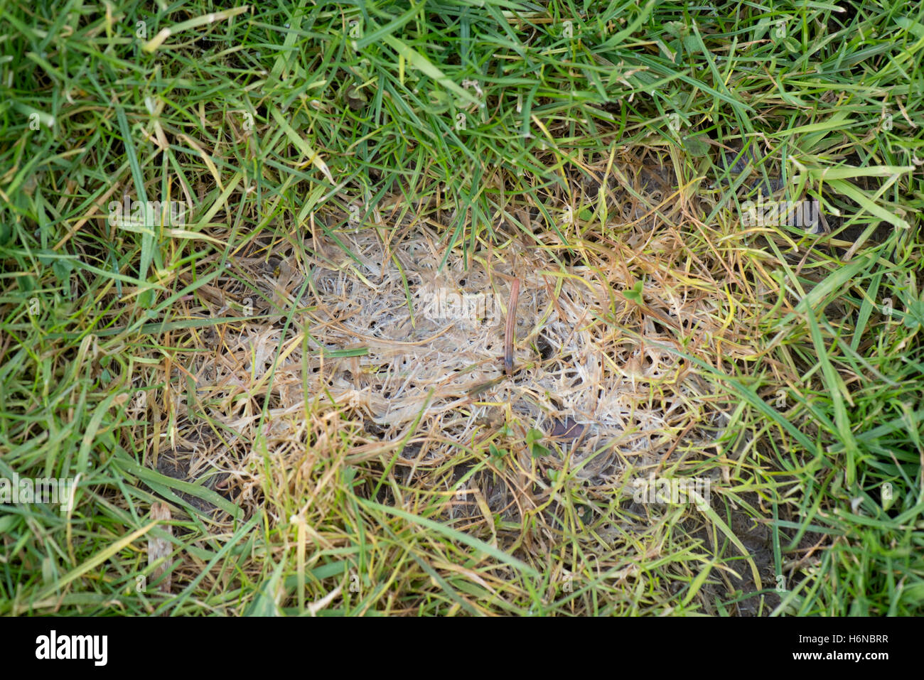 Snow mould or Fusarium patch, Michrodochium nivale, causing damage to short turf grass, March Stock Photo