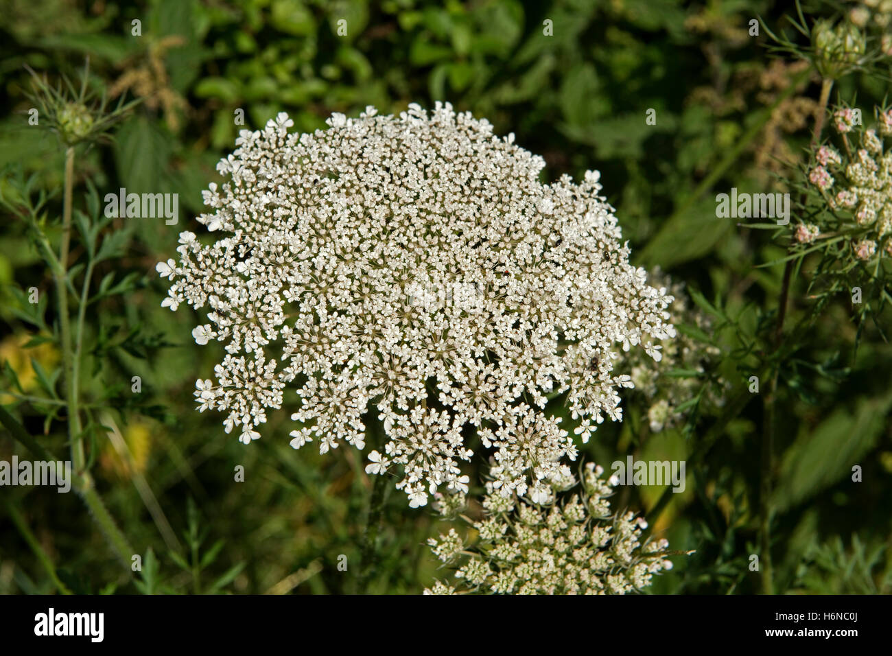 A wild carrot, Daucus corota, flower umbel, Berkshire, July Stock Photo