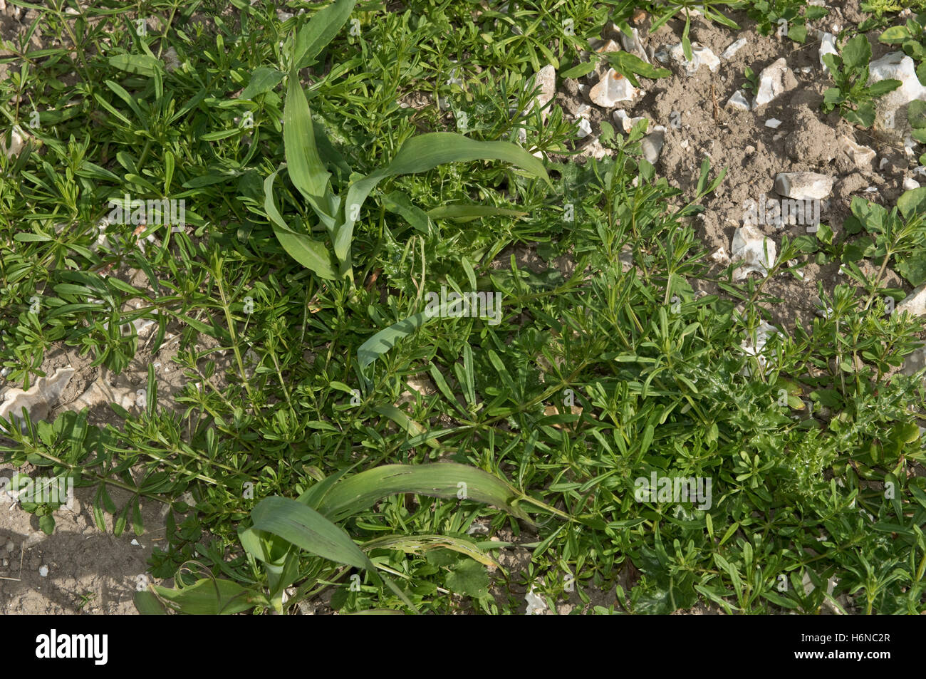 Cleavers, Galium aparine, weeds speading through a young maize or corn