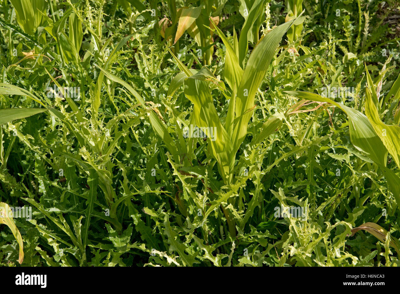 Prickly sow-thistle, Sonchus asper, weeds in a young maize or corn crop on stony chalk soil, August Stock Photo