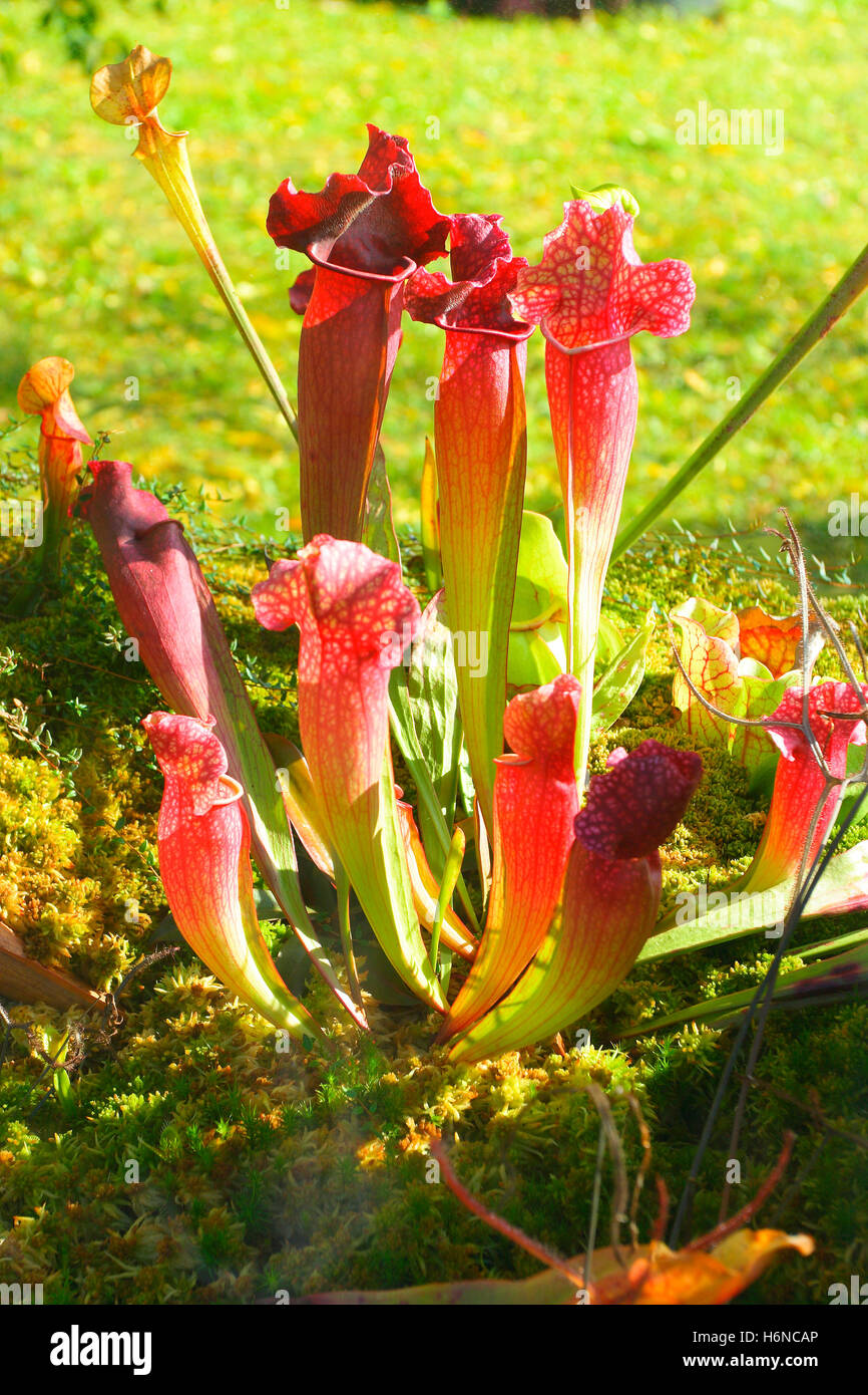 Sweet Pitcherplant, Sarracenia rubra Stock Photo